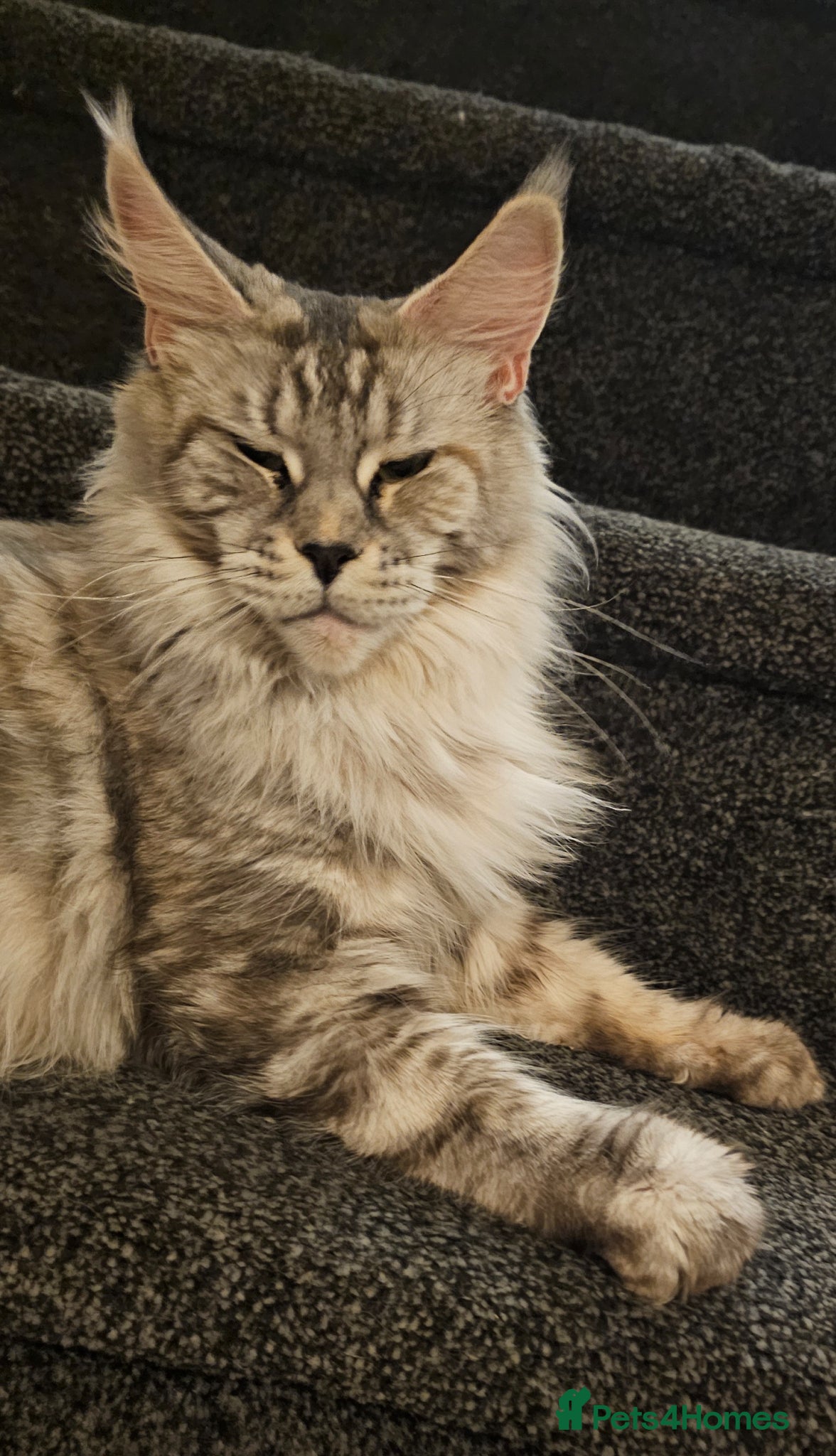 Maine Coon cats Tica Reg maine coon kittens - Advert 5