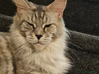 Maine Coon cats Tica Reg maine coon kittens - Advert 5