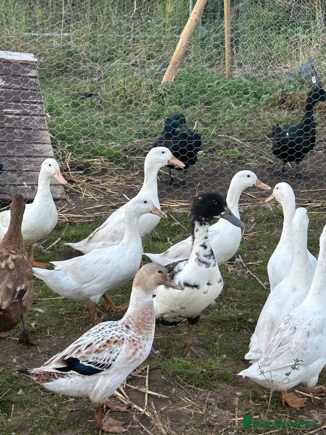 Mixed Breed poultry for sale: Selection of Poultry Available (See description) - Image 1
