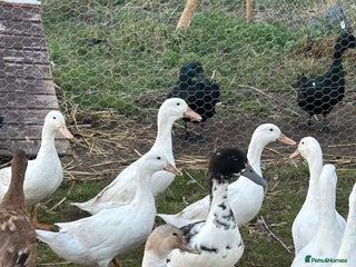 Mixed Breed poultry - Advert 18