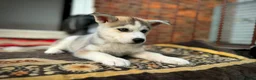Siberian Husky dogs for sale: Beautiful puppies  - Advert 30