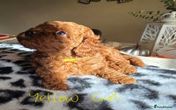 Cavapoo dogs for sale: Gorgeous Health Tested Cavapoo F1B Puppies - Image 12