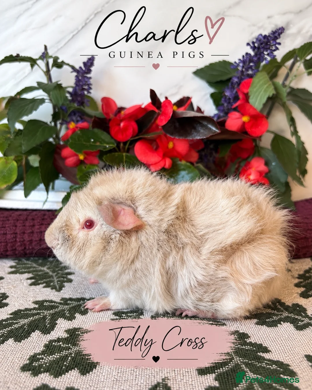 Guinea Pig rodents for sale: Baby boy piggy’s for sale  - Advert 4