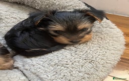 Yorkshire Terrier dogs for sale: Information  - Advert 12