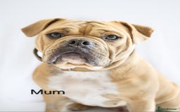 Olde English Bulldogge dogs for sale: Olde english bulldog  - Image 18