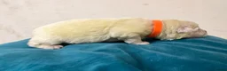 German Shepherd dogs for sale: EXCEPTIONAL WHITE GERMAN SHEPHERD PUPPIES FOR SALE - Advert 14