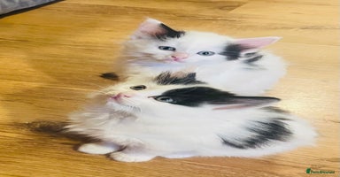 British Longhair cats - Advert 7