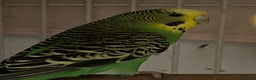 Budgerigars birds for sale: 3 budgies + cage - Advert 1