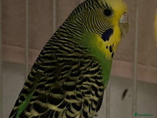 Budgerigars birds 3 budgies + cage - Advert 3