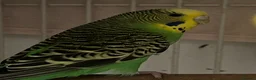 Budgerigars birds for sale: 3 budgies + cage - Advert 1