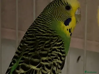 Budgerigars birds 3 budgies + cage - Advert 21