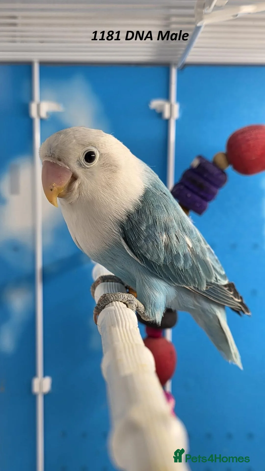 Lovebirds birds for sale: All MALE lovebird Age 4 to 6 Months - Advert 12