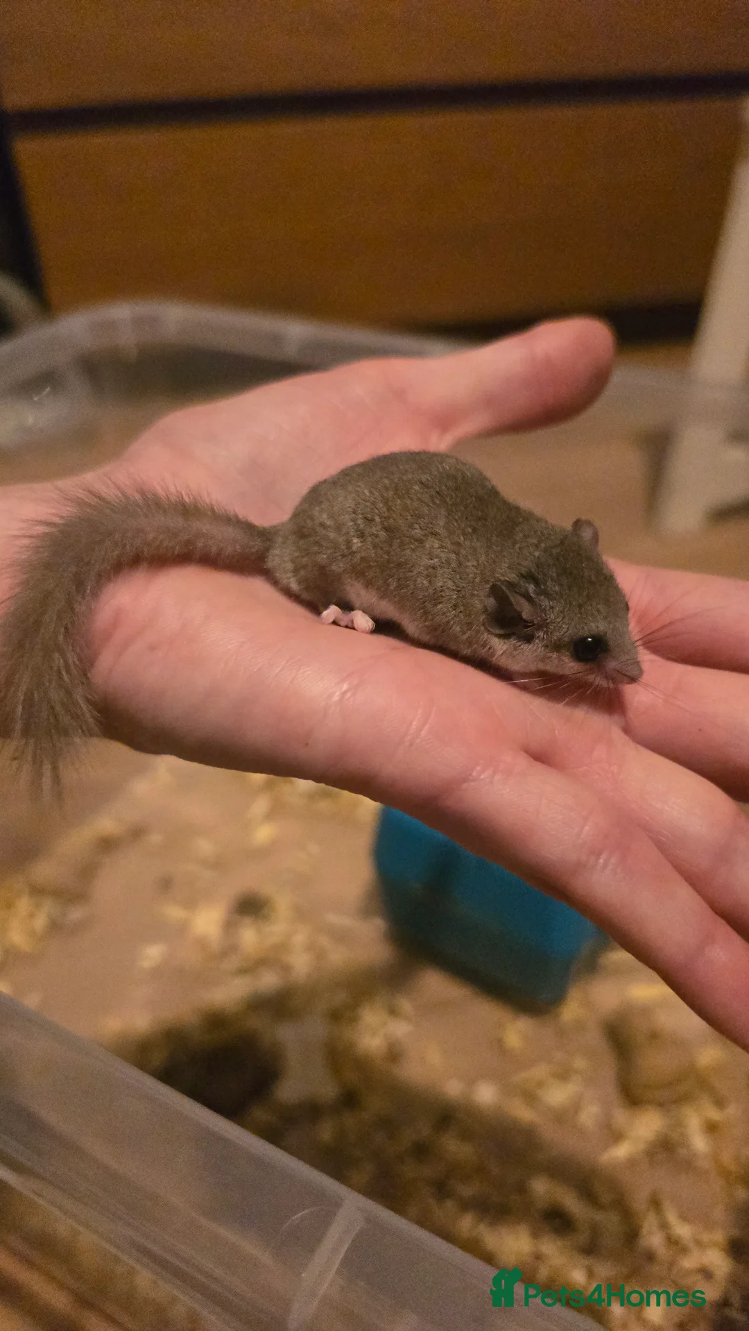 Mixed Breed rodents for sale: Young Dormice for sale – £10 each(group only) in Huntingdon - Advert 1