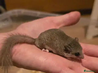 Mixed Breed rodents Young Dormice for sale – £10 each(group only) in Huntingdon - Advert 4