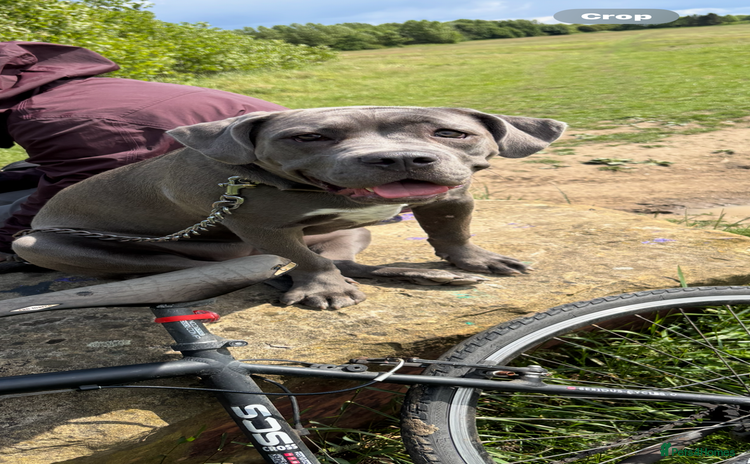 Mixed Breed dogs - Advert 1