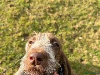 Italian Spinone dogs Italian Spinone Puppies - Advert 2