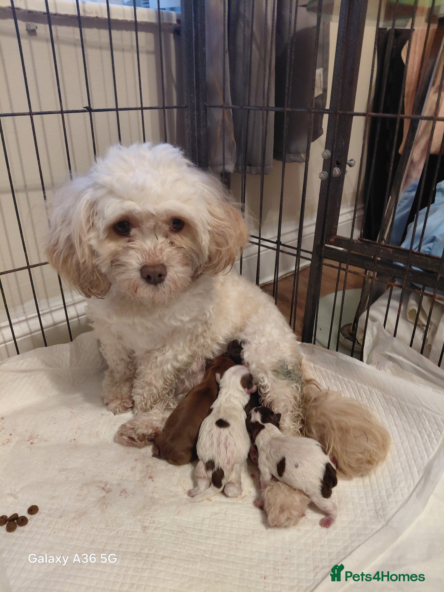 Shihpoo dogs 3 shih poo boys still available  - Advert 1