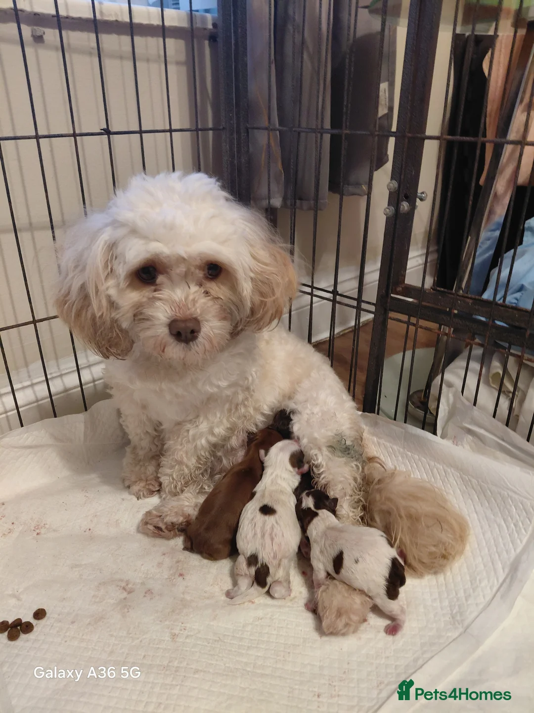 Shihpoo dogs for sale: 3 shih poo boys still available  in Swindon - Advert 1