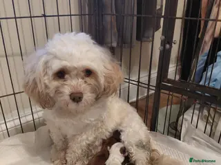 Shihpoo dogs 3 shih poo boys still available - Advert 1