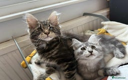 Maine Coon cats for sale: Maine coon - Image 8
