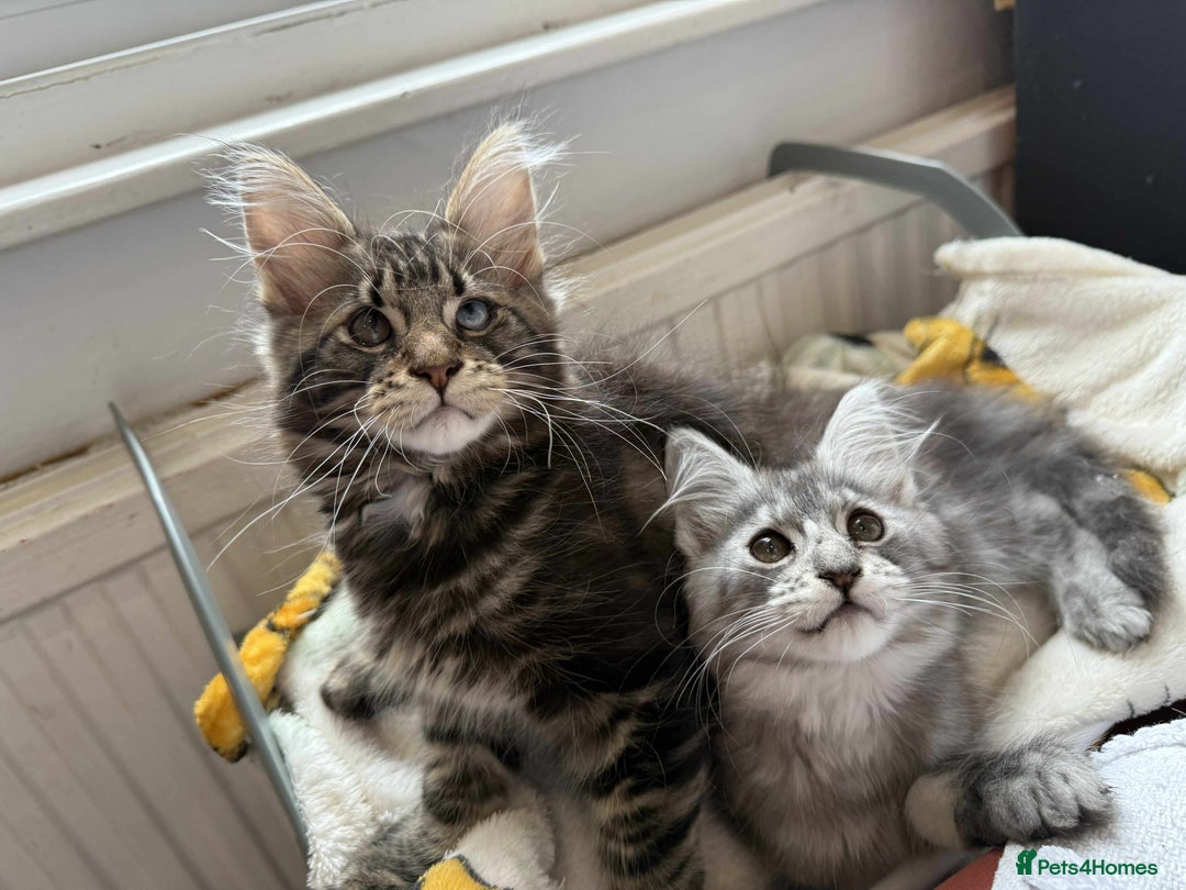 Maine Coon cats for sale: Maine coon - Image 8