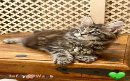 Maine Coon cats for sale: 🐾🦁 *TICA* MAINE COON KITTENS 🧬 DNA CLEAR 🦁🐾 - Image 8