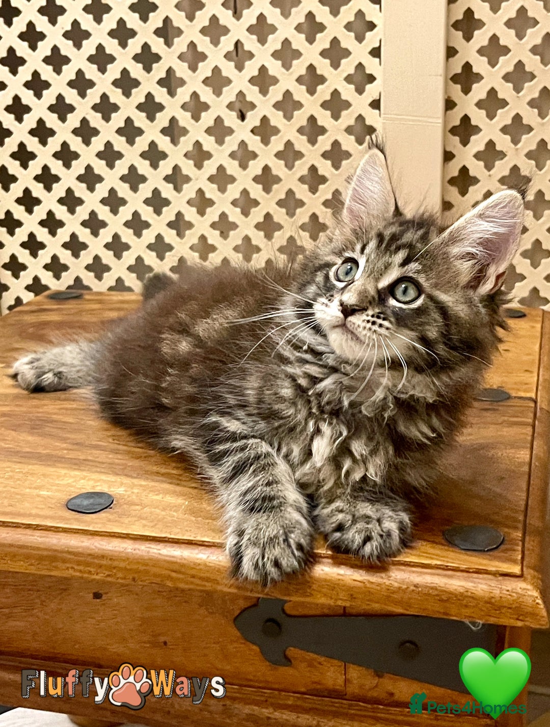 Maine Coon cats for sale: 🐾🦁 *TICA* MAINE COON KITTENS 🧬 DNA CLEAR 🦁🐾 - Image 8