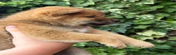 Japanese Shiba Inu dogs for sale: Health tested champion bloodline small size Shiba  - Advert 8