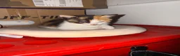 Mixed Breed cats for sale: 3 beautiful babies ready for their forever homes  in Chesterfield - Advert 7