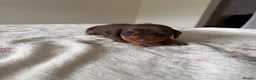 Miniature Dachshund dogs for sale: KC Reg Miniature Chocolate & Tan Dachshunds - Advert 13