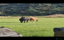 Welsh Section D horses for sale: 2 year old reg. welsh section D filly - Image 7