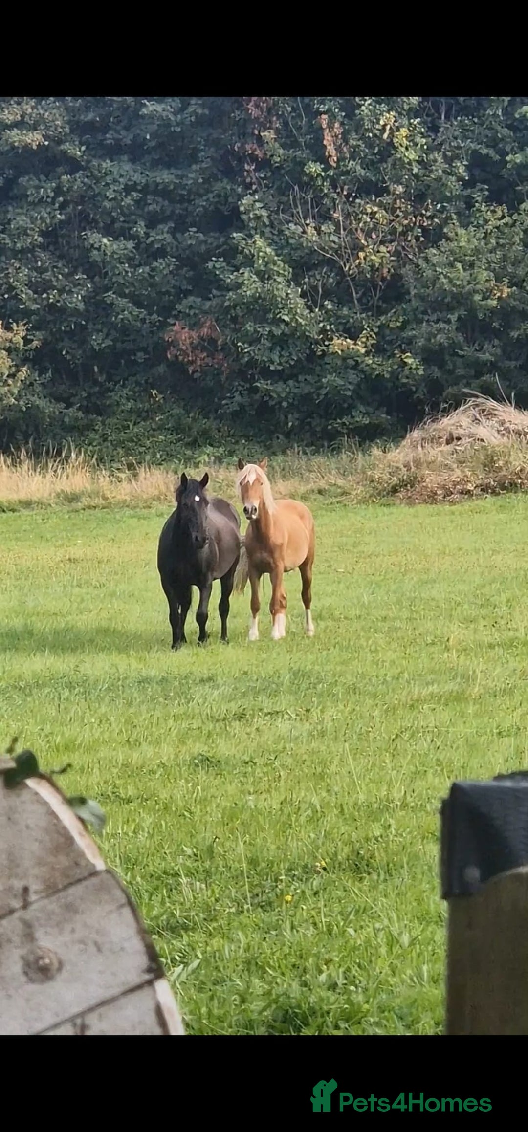 Welsh Section D horses for sale: 2 year old reg. welsh section D filly - Image 7