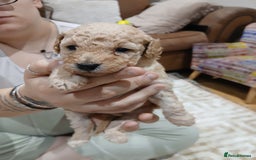 Maltipoo dogs for sale: Maltypoo pups - Image 1