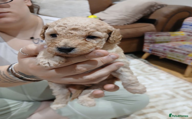 Maltipoo dogs - Advert 4