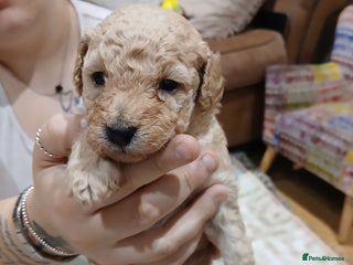 Maltipoo dogs - Advert 1