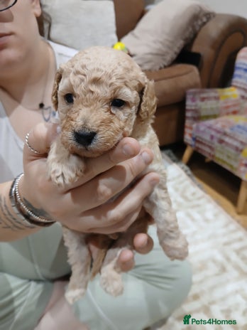 Maltipoo dogs - Advert 1