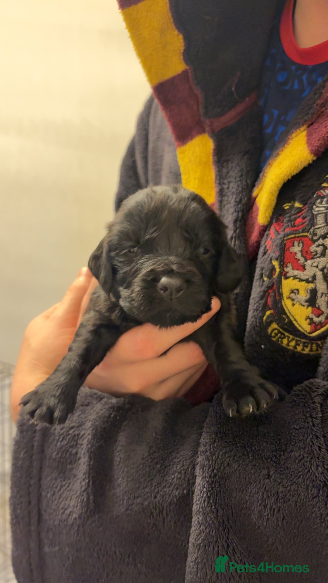 Cocker Spaniel dogs for sale: Cocker spaniel puppies - Advert 23