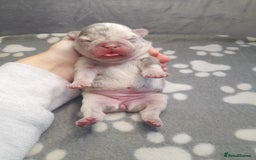 French Bulldog dogs for sale: Pedagree & KC papered merl carrying French bulldog - Image 1
