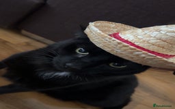 Bombay cats for sale: Bombay Male, Tripod, 6yo - Image 1