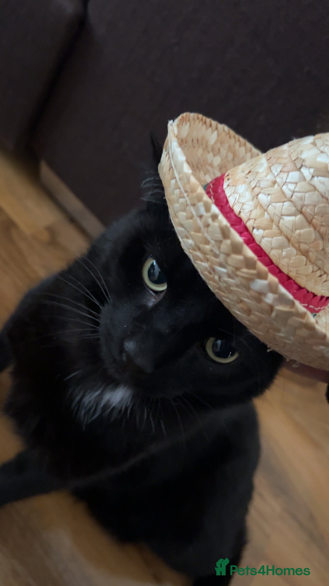 Bombay cats for sale: Bombay Male, Tripod, 6yo - Image 1
