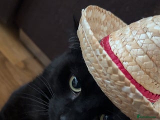 Bombay cats - Advert 2