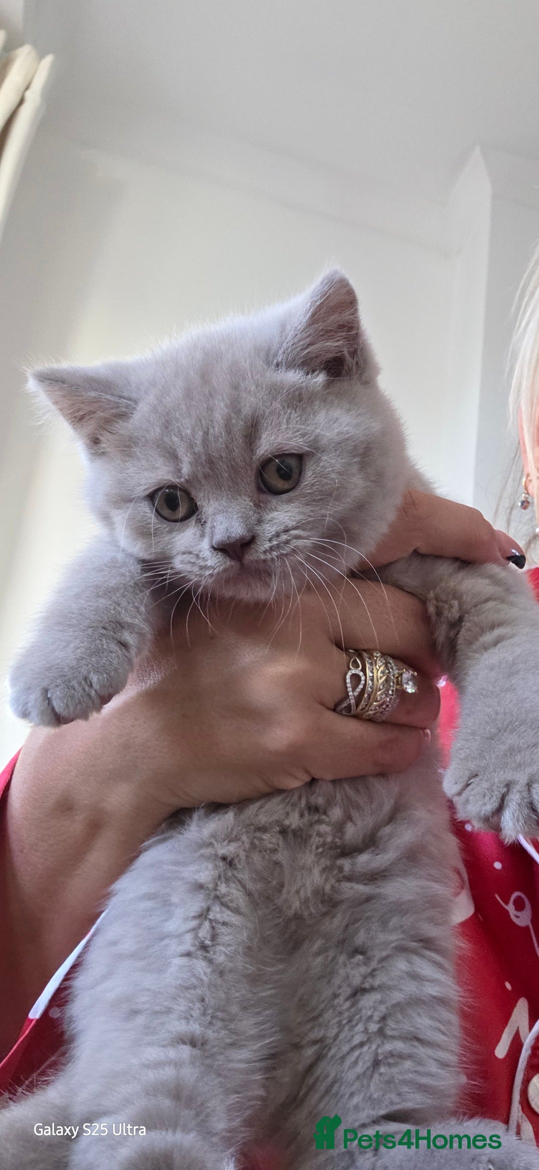 British Shorthair cats for sale: British ShortHair 🐈‍⬛ - Advert 7