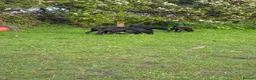 Mixed Breed dogs for sale: Stunning Black Pionter Cross - Advert 5