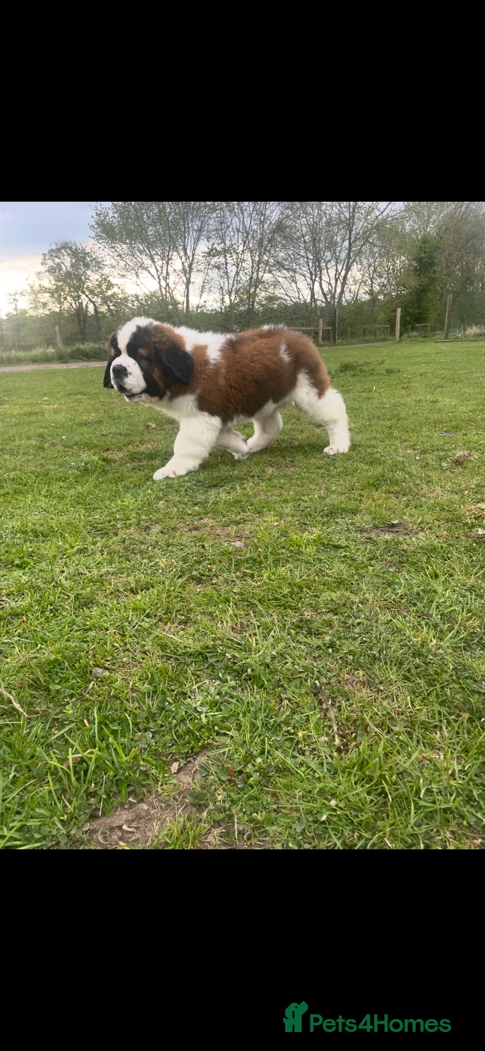 Saint Bernard dogs Saint Bernard Pups (KC Reg) - Advert 1