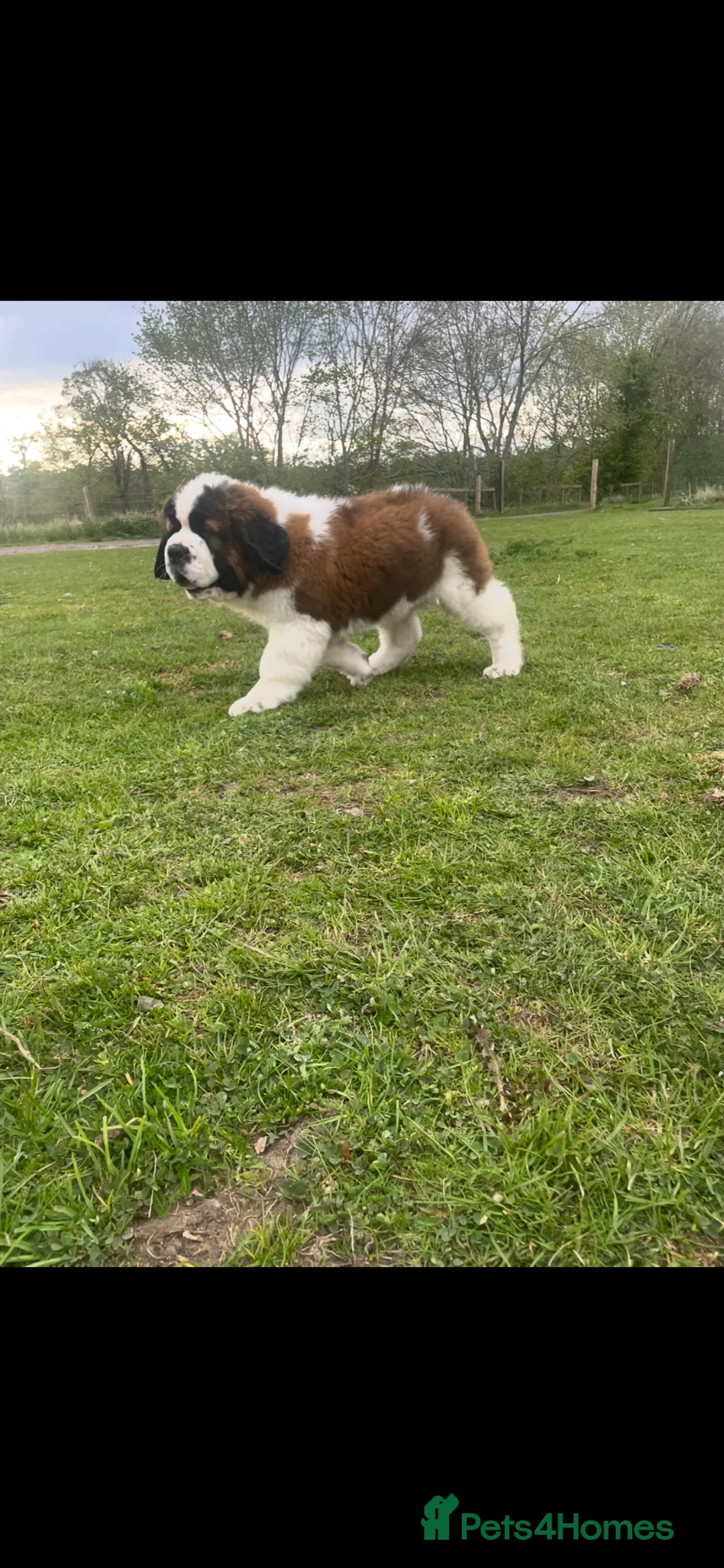 Saint Bernard dogs for sale: Saint Bernard Pups (KC Reg) in Larkhall - Advert 1