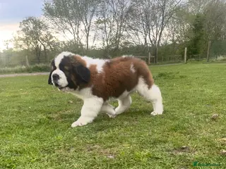 Saint Bernard dogs Saint Bernard Pups (KC Reg) - Advert 1