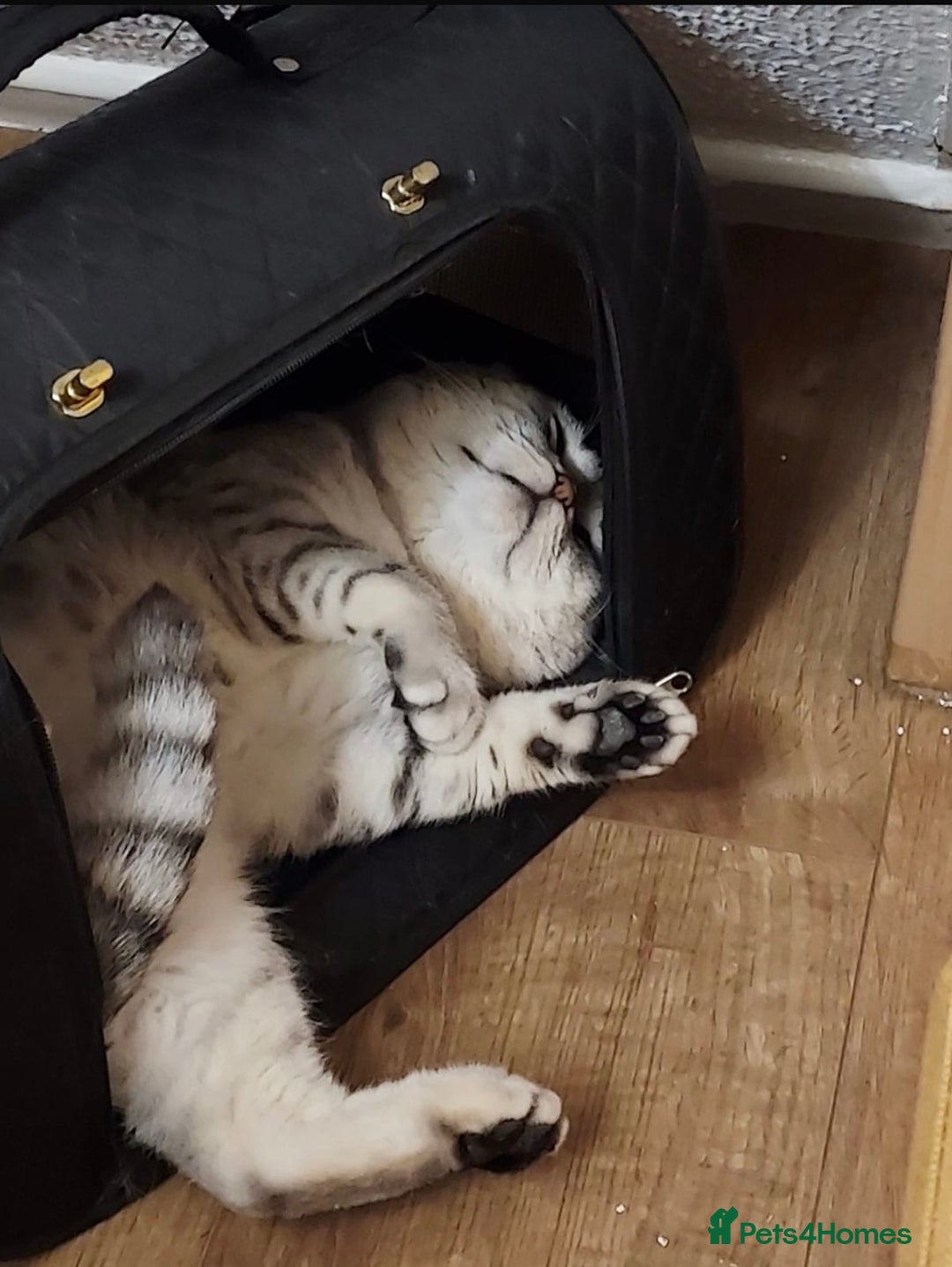 Scottish Fold cats for sale: Scottish Fold - Advert 1