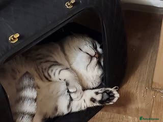 Scottish Fold cats Scottish Fold - Advert 1