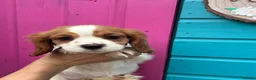 Cavalier King Charles Spaniel dogs for sale: Beautiful litter of cuteness - Advert 4