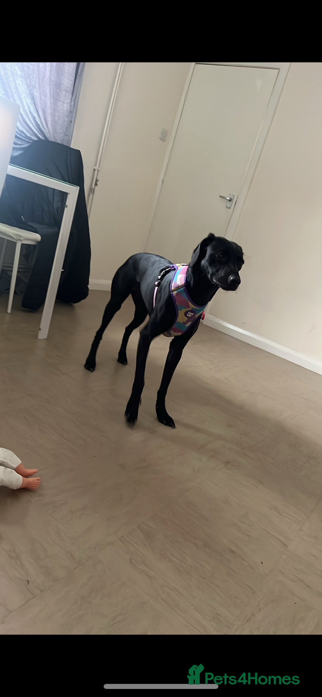Mixed Breed dogs for sale: Gorgeous greyhound cross weimaraner - Advert 13